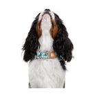 Dukier Collar Estampado Tortugas para perros, , large image number null